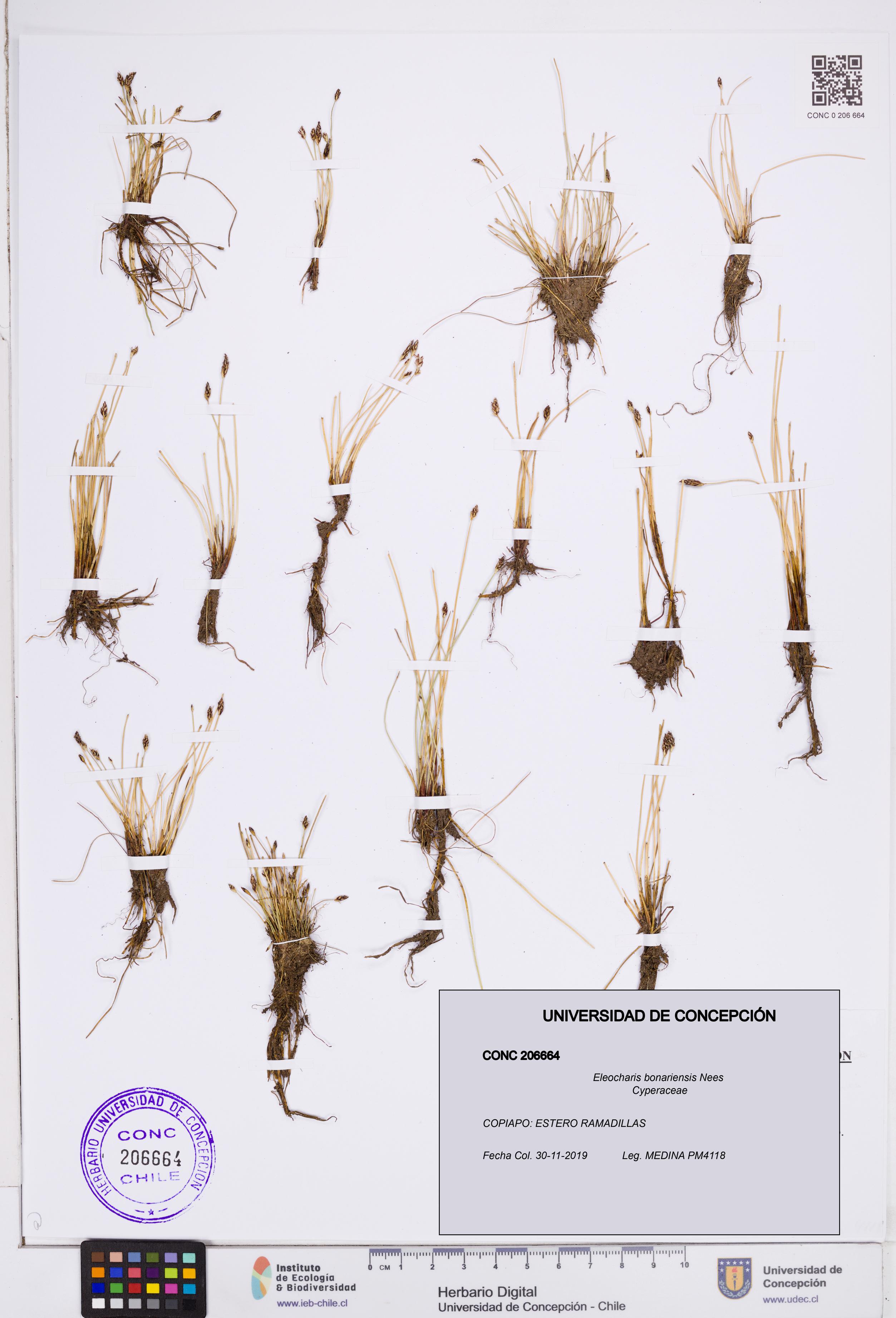 Eleocharis bonariensis [Espécimen: ]