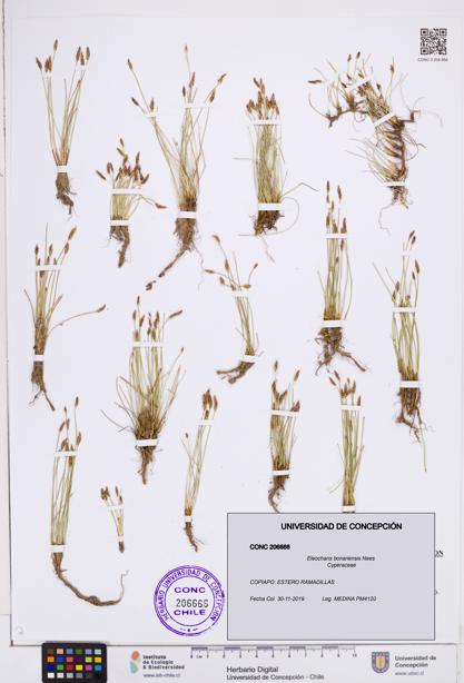 Eleocharis bonariensis [Espécimen: ]