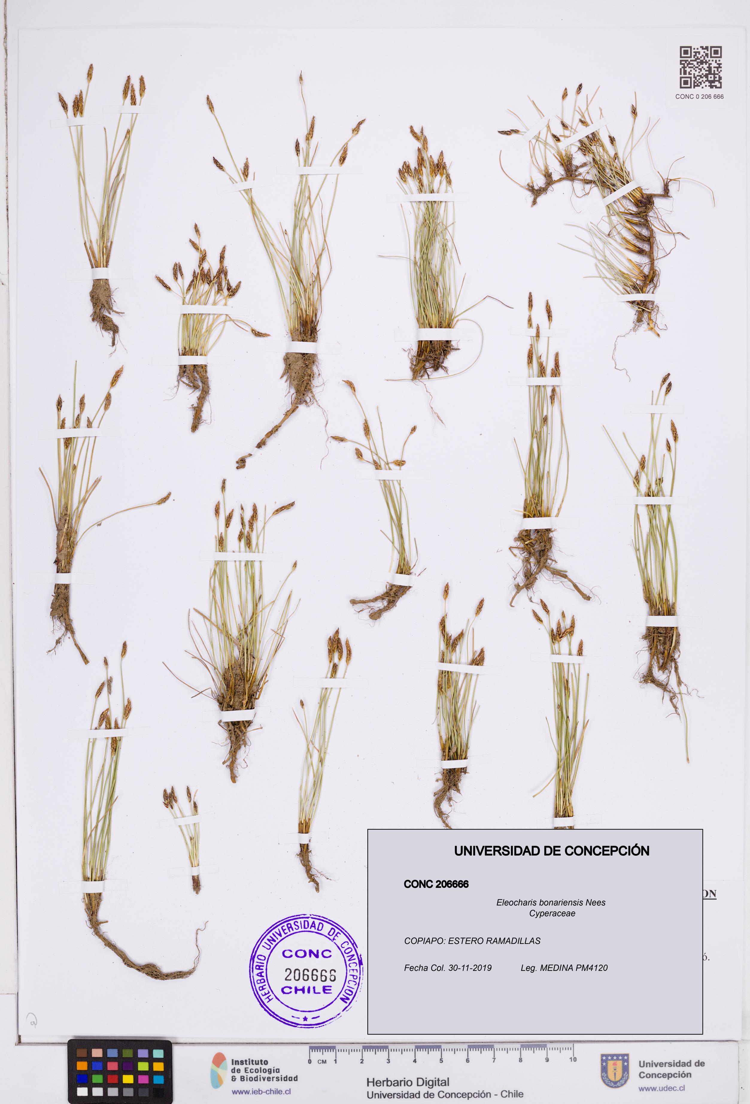Eleocharis bonariensis [Espécimen: ]