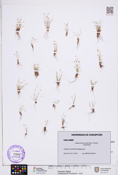 Isolepis cernua [Espécimen: ]