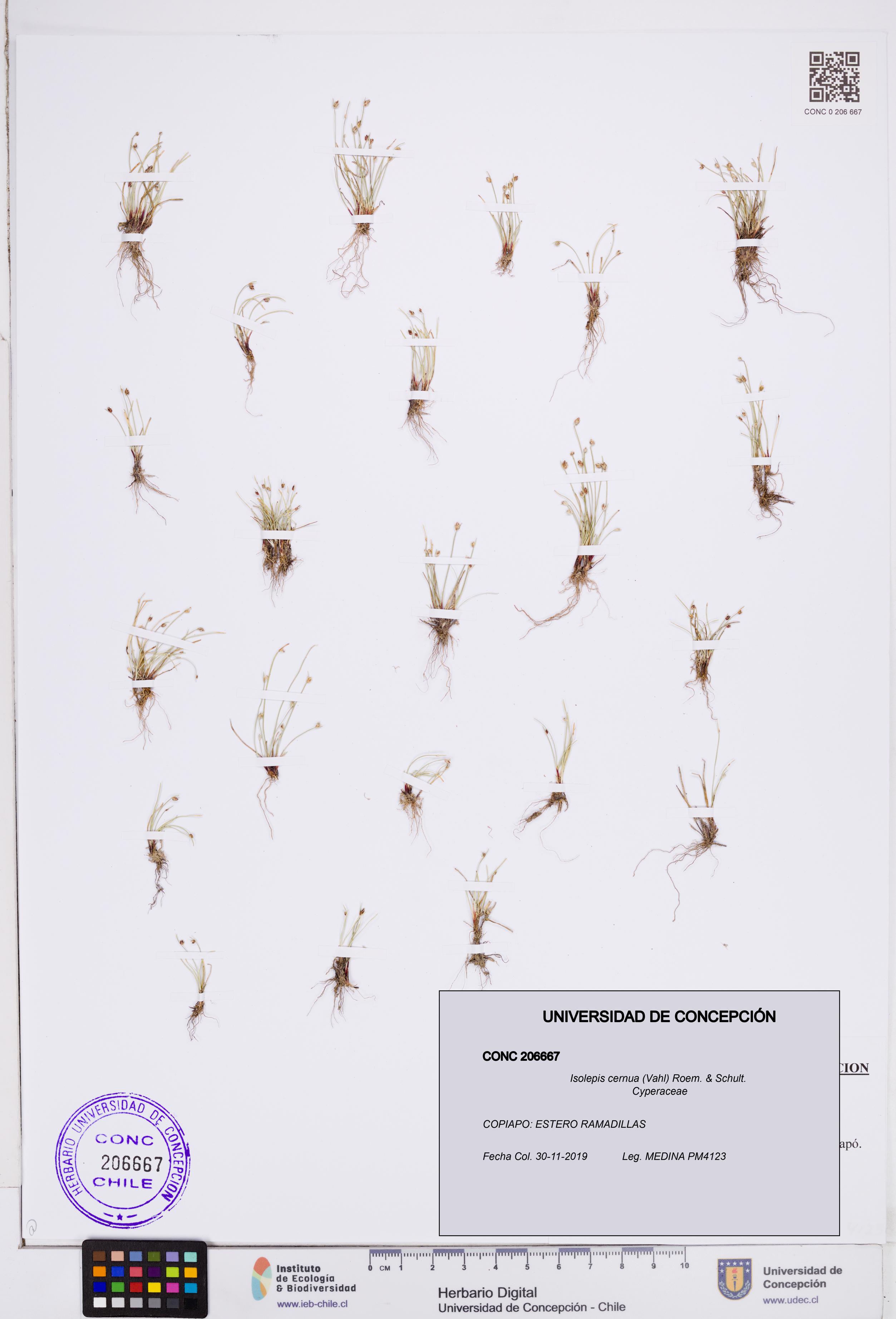Isolepis cernua [Espécimen: ]