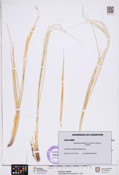 Pappostipa speciosa [Espécimen: ]
