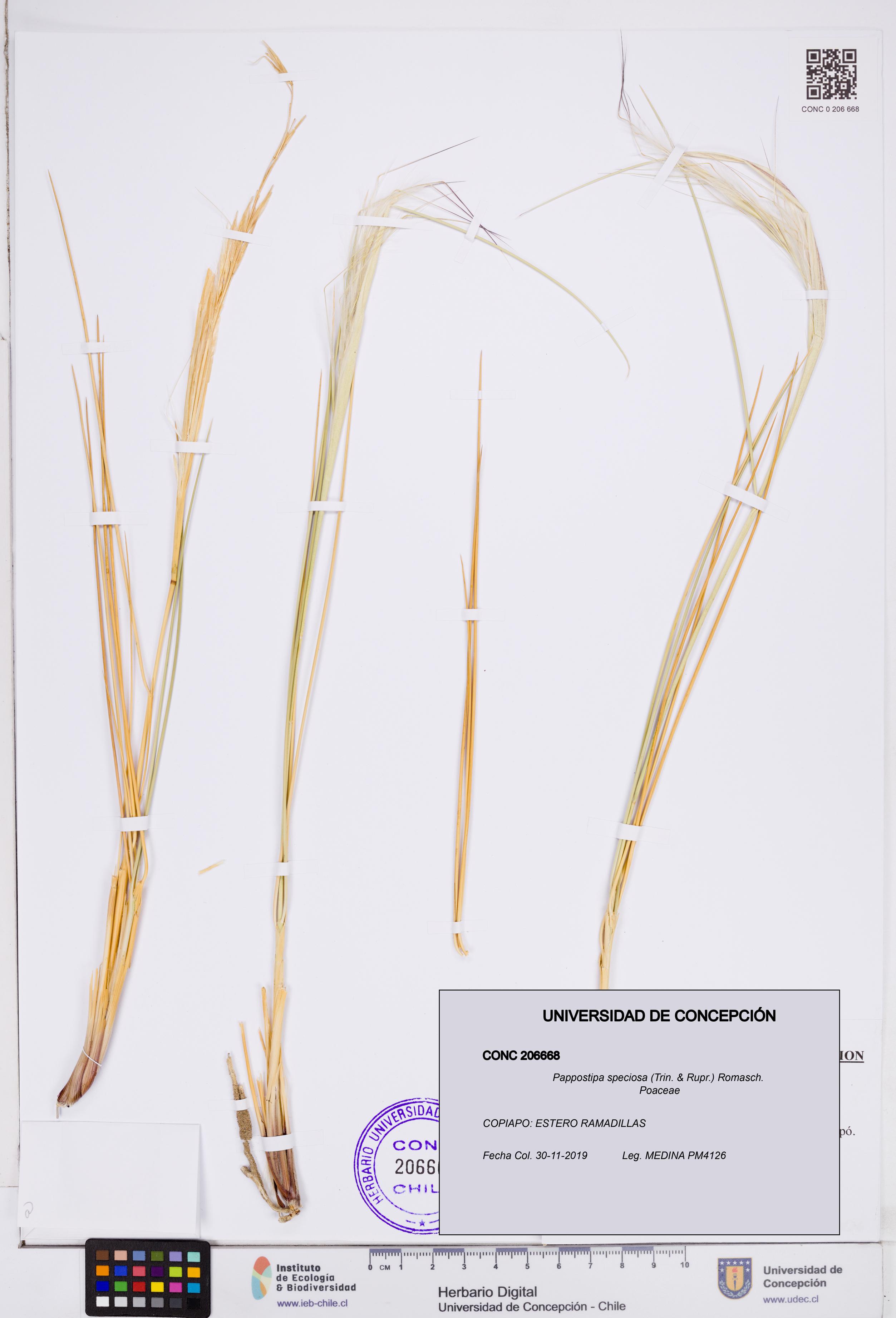 Pappostipa speciosa [Espécimen: ]