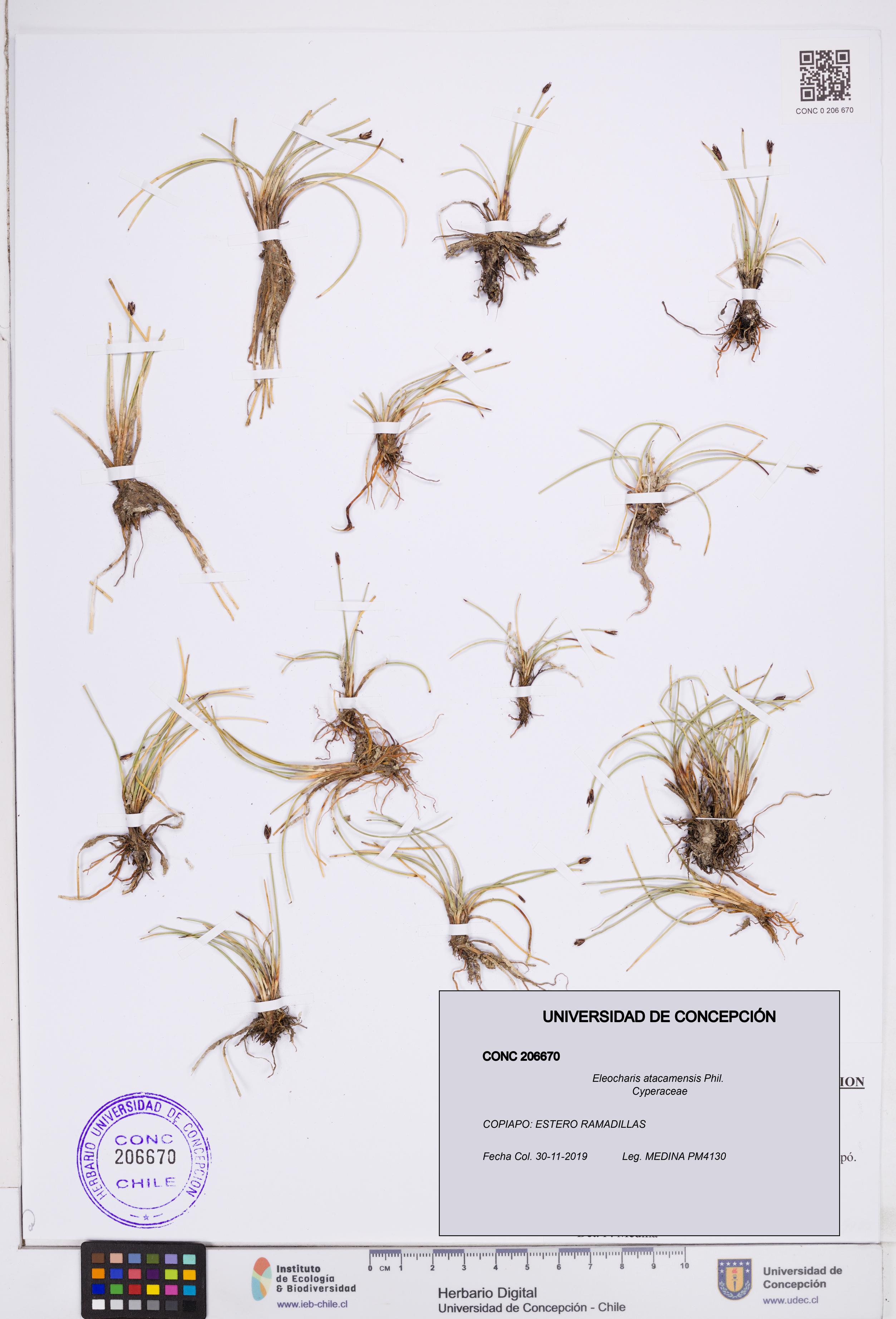 Eleocharis atacamensis [Espécimen: ]