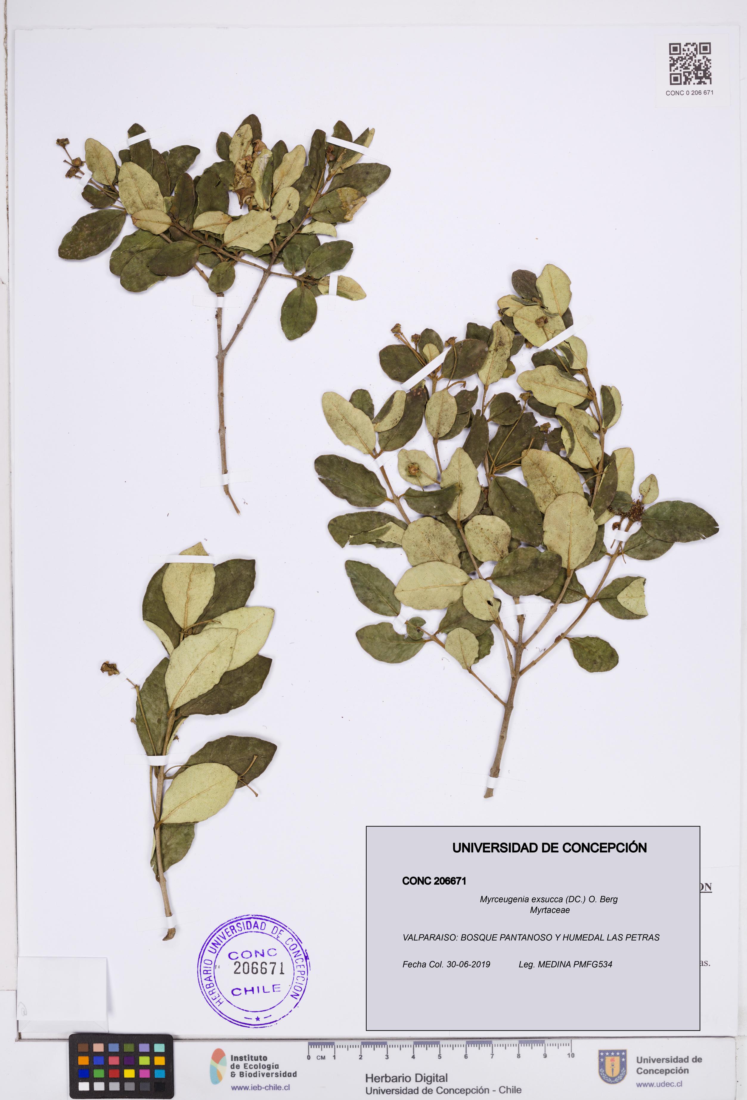 Myrceugenia exsucca [Espécimen: ]