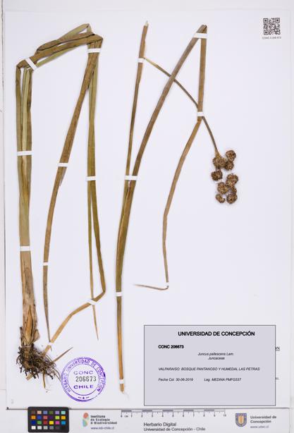 Juncus pallescens [Espécimen: ]