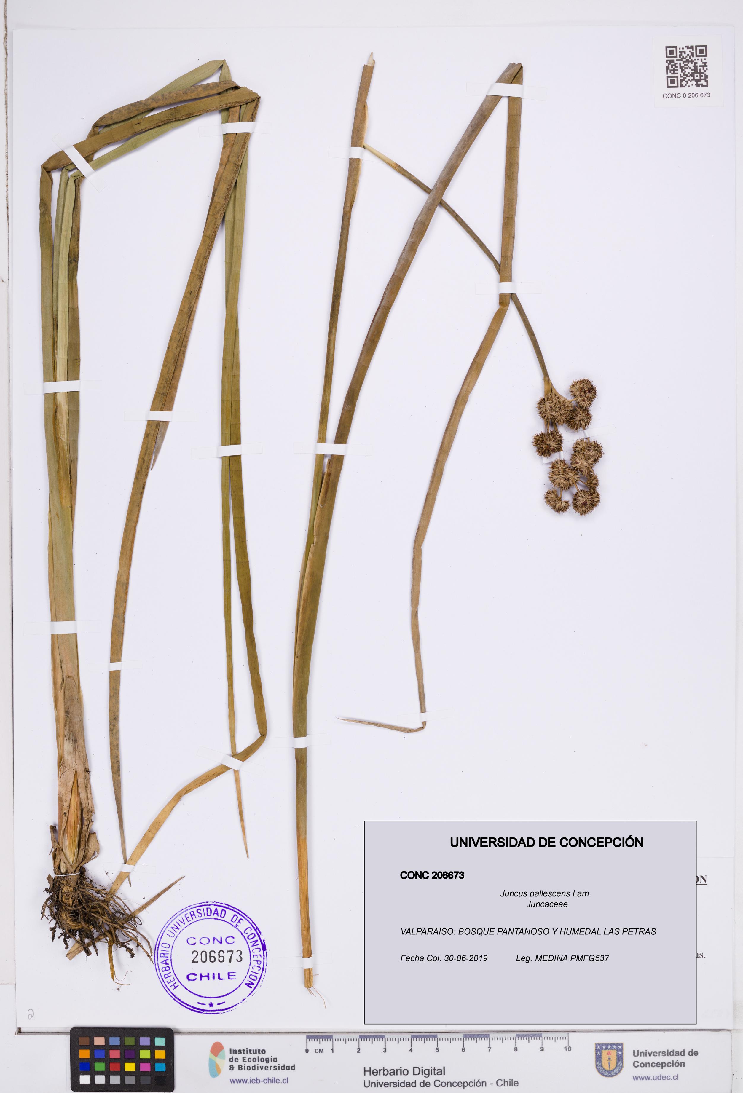 Juncus pallescens [Espécimen: ]
