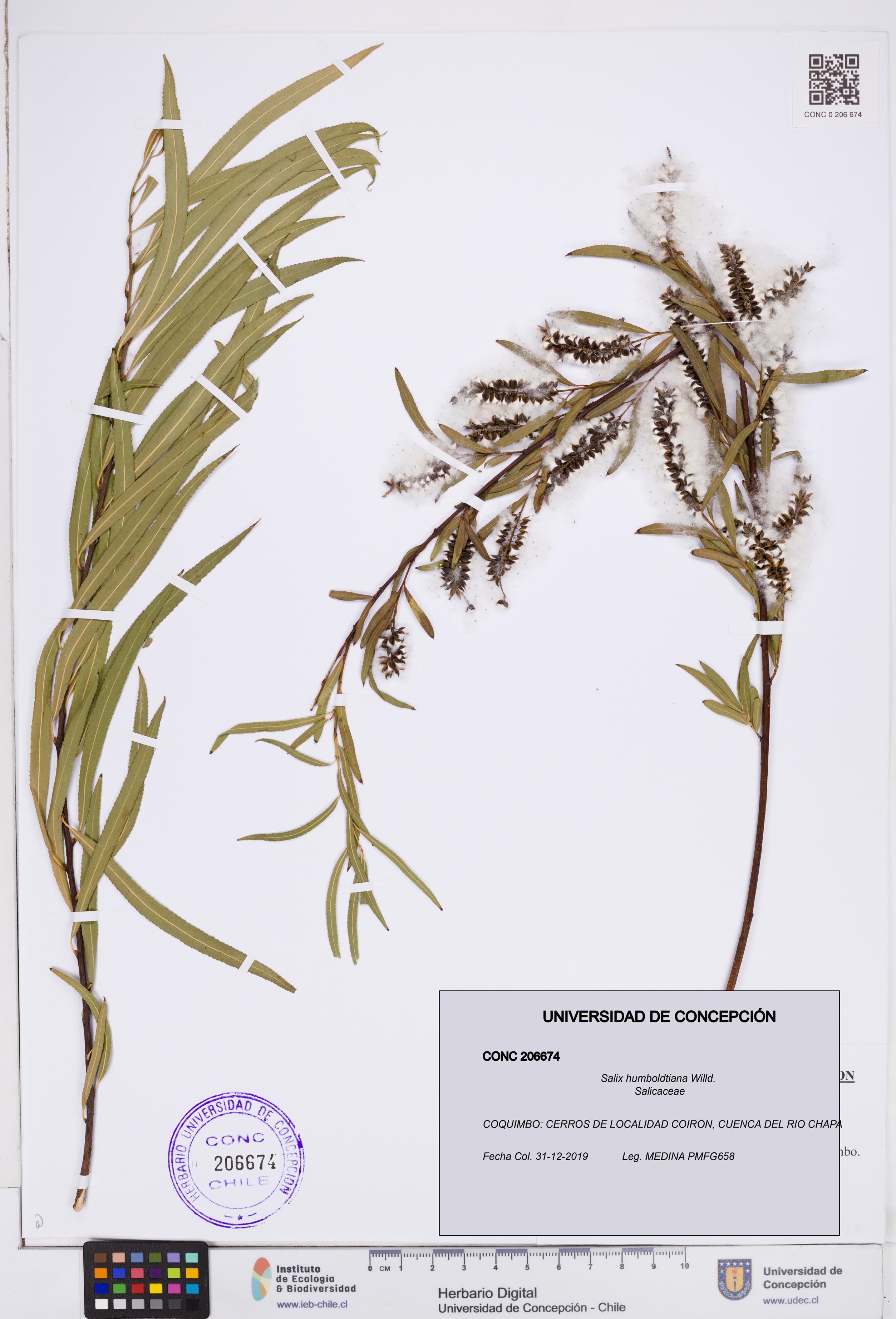 Salix humboldtiana [Espécimen: ]