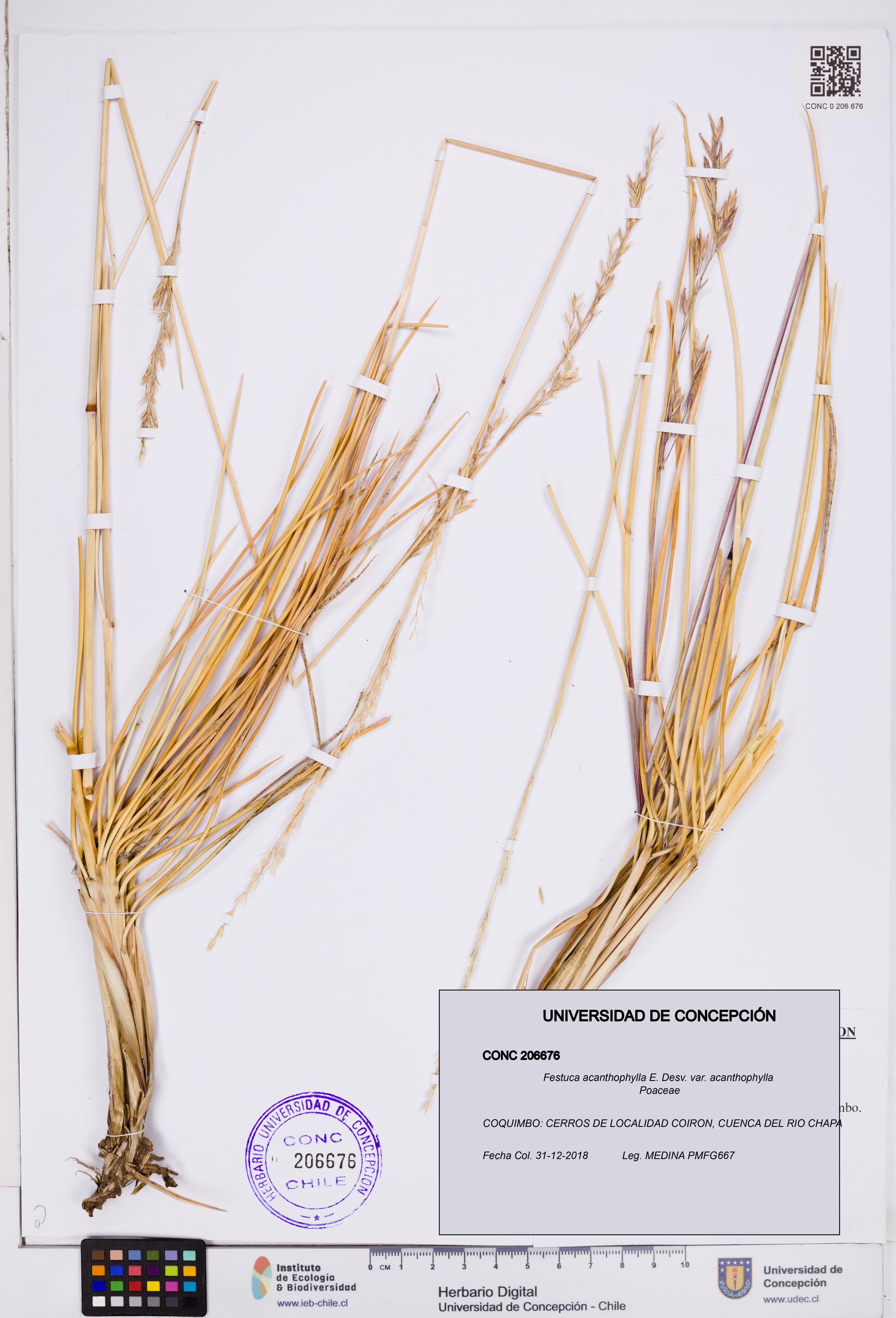 Festuca acanthophylla var. acanthophylla [Espécimen: ]