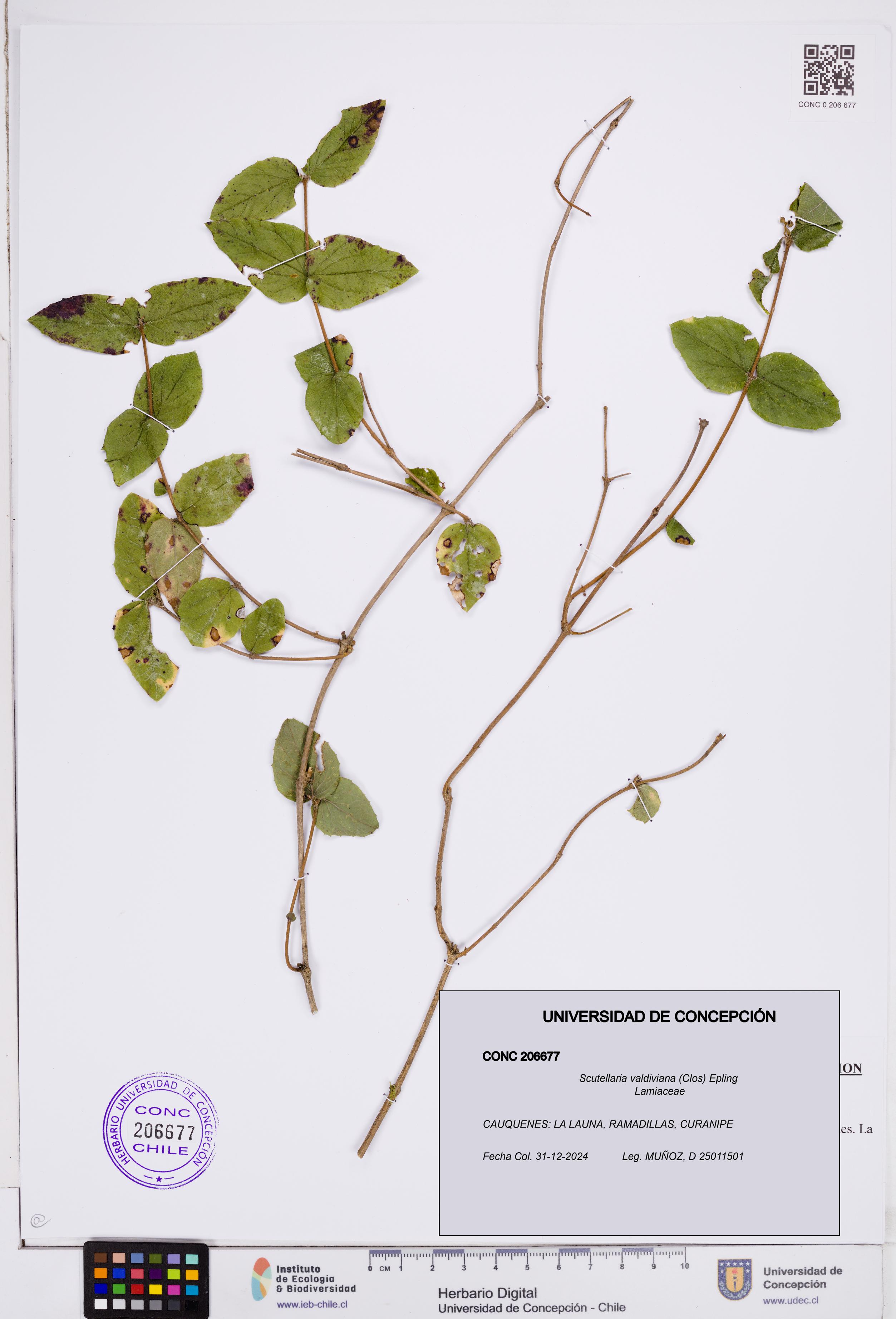 Scutellaria valdiviana [Espécimen: ]