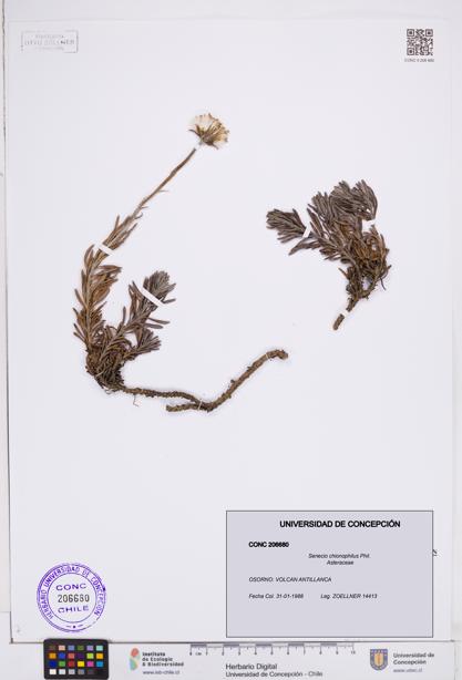 Senecio chionophilus [Espécimen: ]