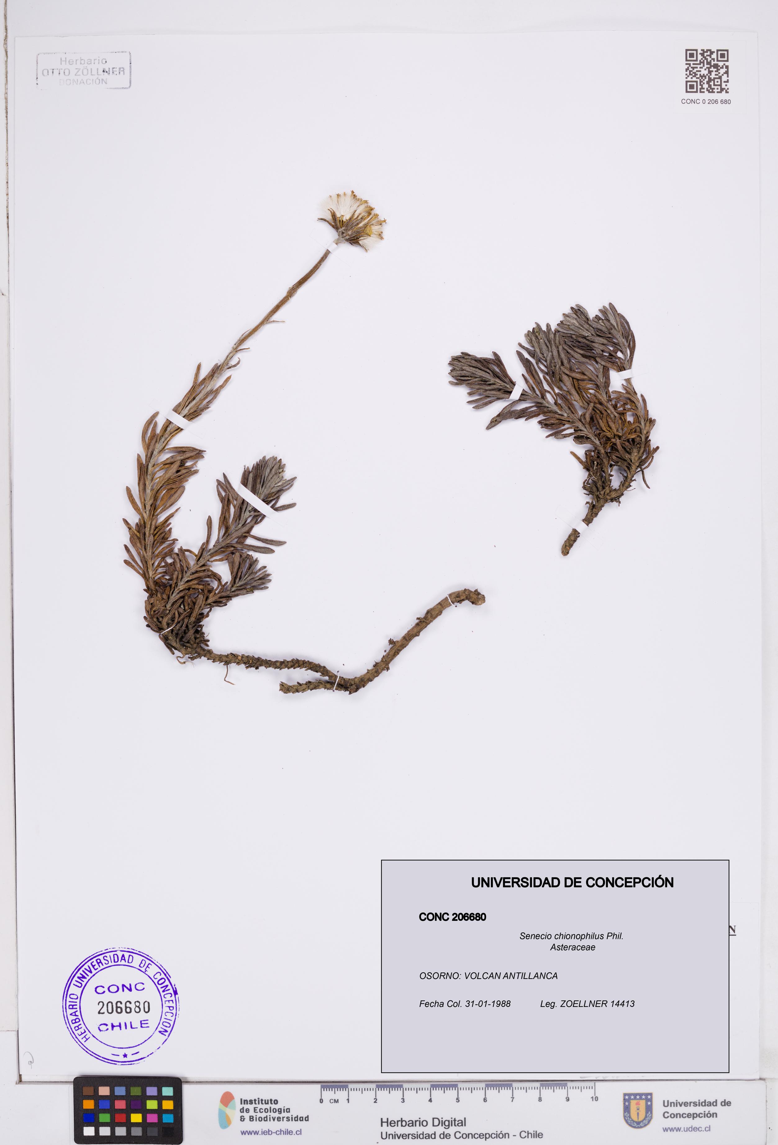 Senecio chionophilus [Espécimen: ]