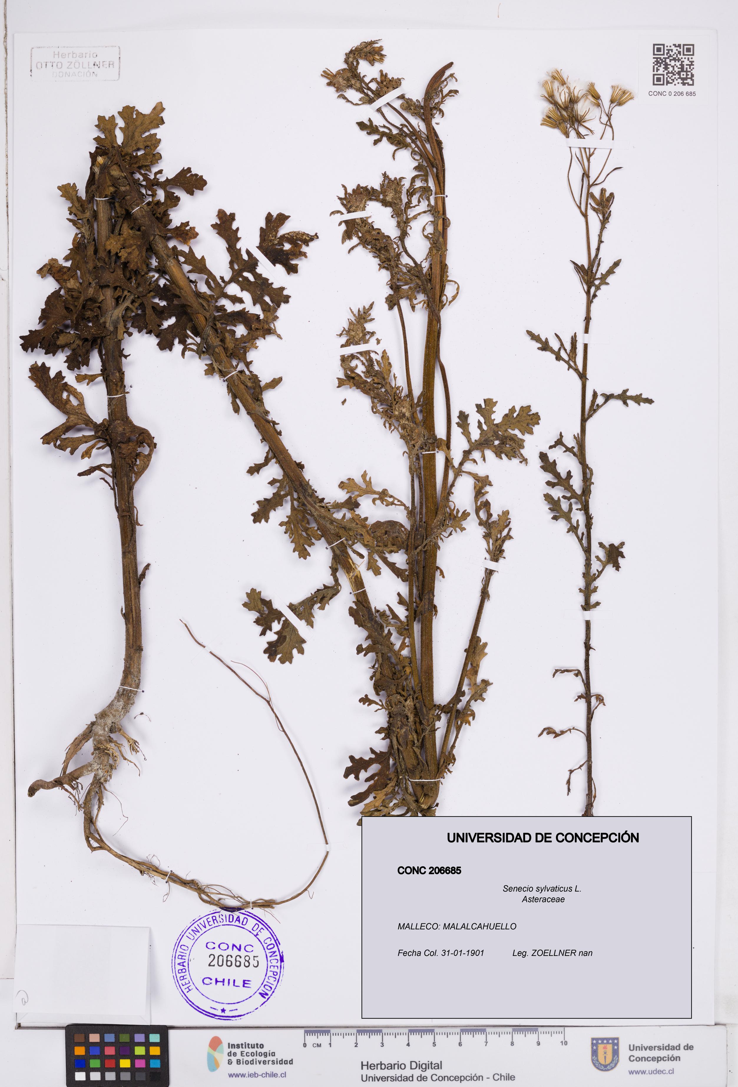 Senecio sylvaticus [Espécimen: ]