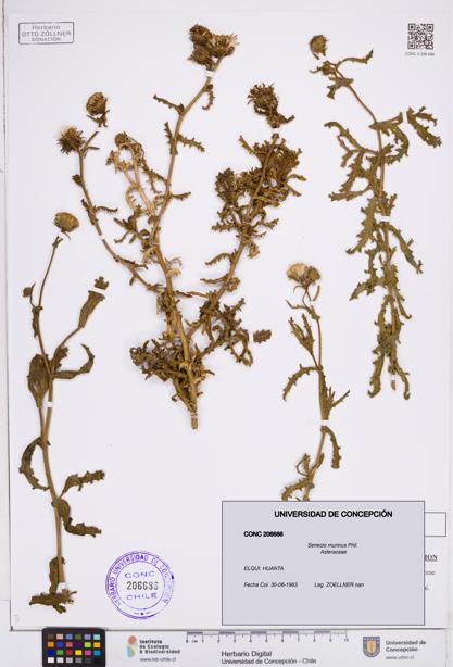 Senecio murinus [Espécimen: ]