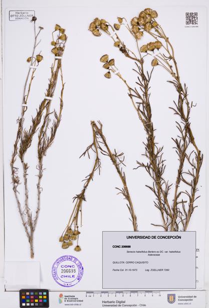 Senecio hakeifolius var. hakeifolius [Espécimen: ]
