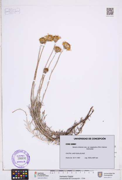 Senecio chilensis var. argophyllus [Espécimen: ]