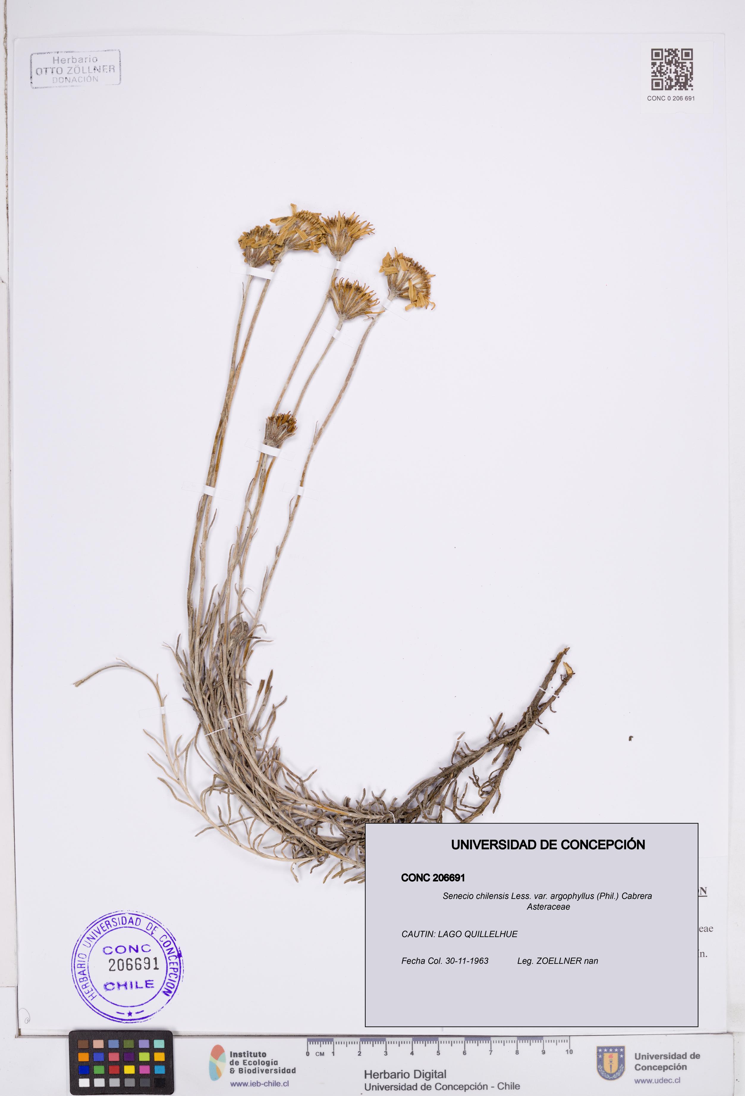 Senecio chilensis var. argophyllus [Espécimen: ]