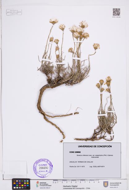 Senecio chilensis var. argophyllus [Espécimen: ]