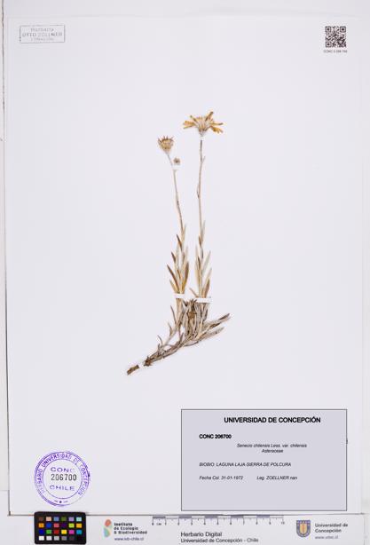 Senecio chilensis var. chilensis [Espécimen: ]