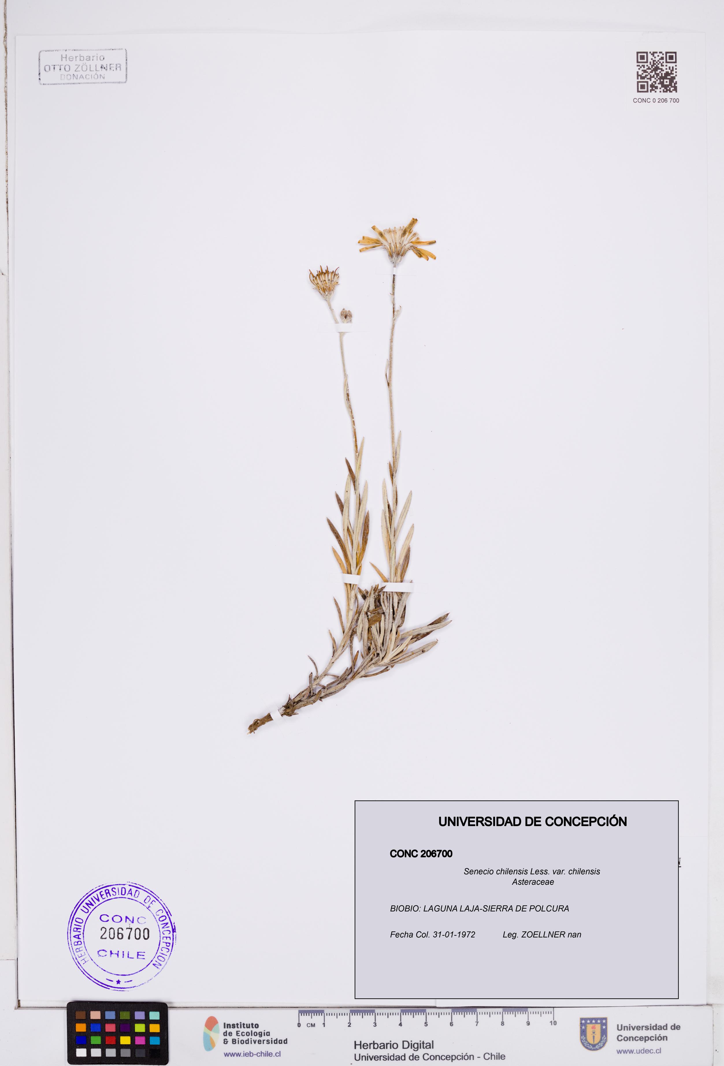 Senecio chilensis var. chilensis [Espécimen: ]