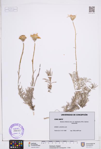 Senecio chilensis var. argophyllus [Espécimen: ]