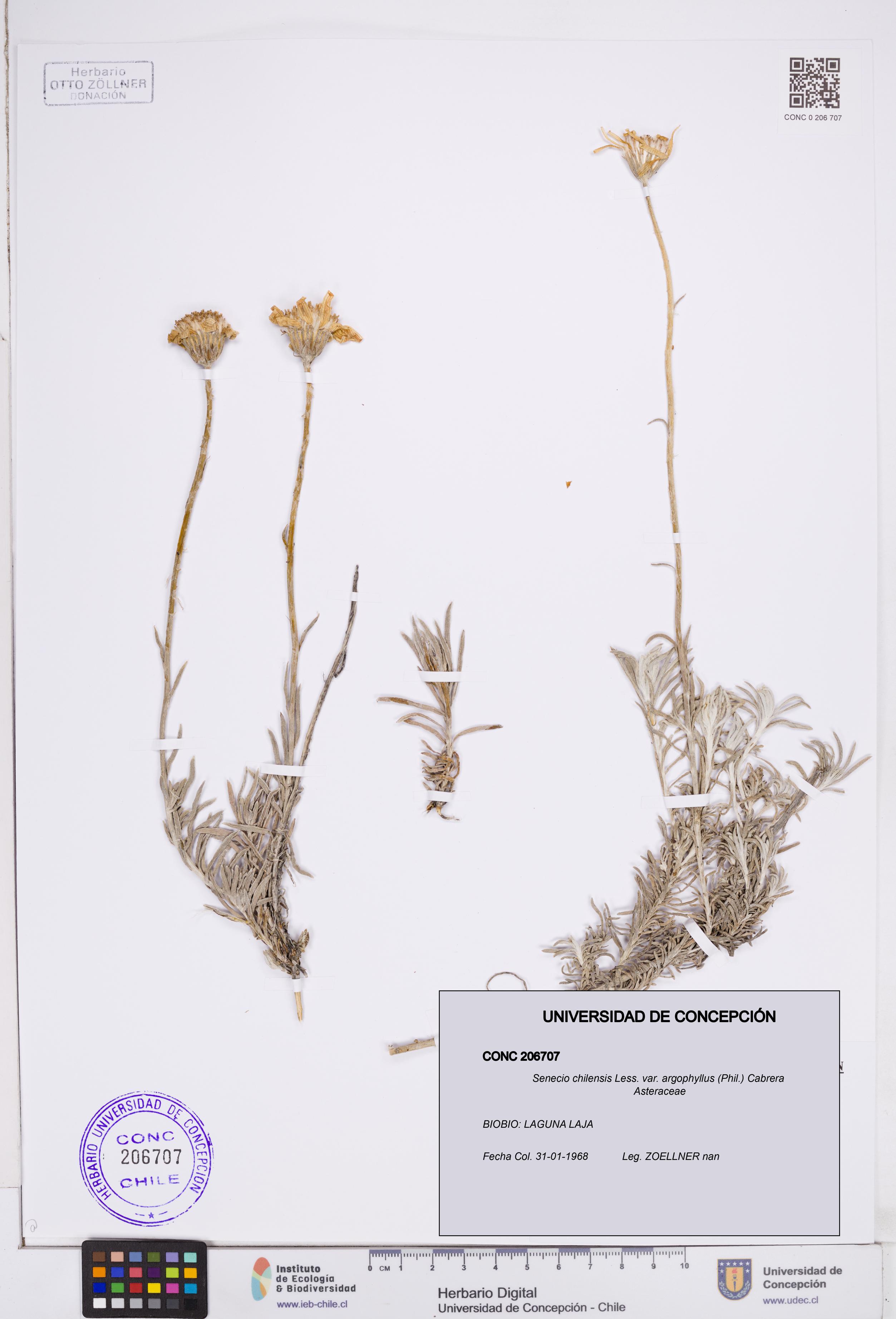 Senecio chilensis var. argophyllus [Espécimen: ]