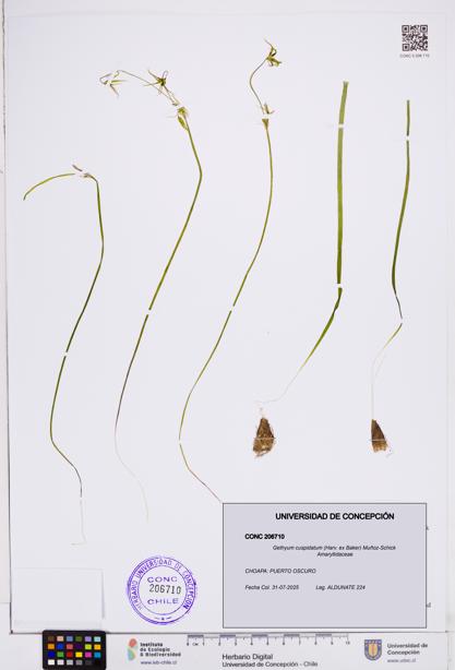 Gethyum cuspidatum [Espécimen: ]