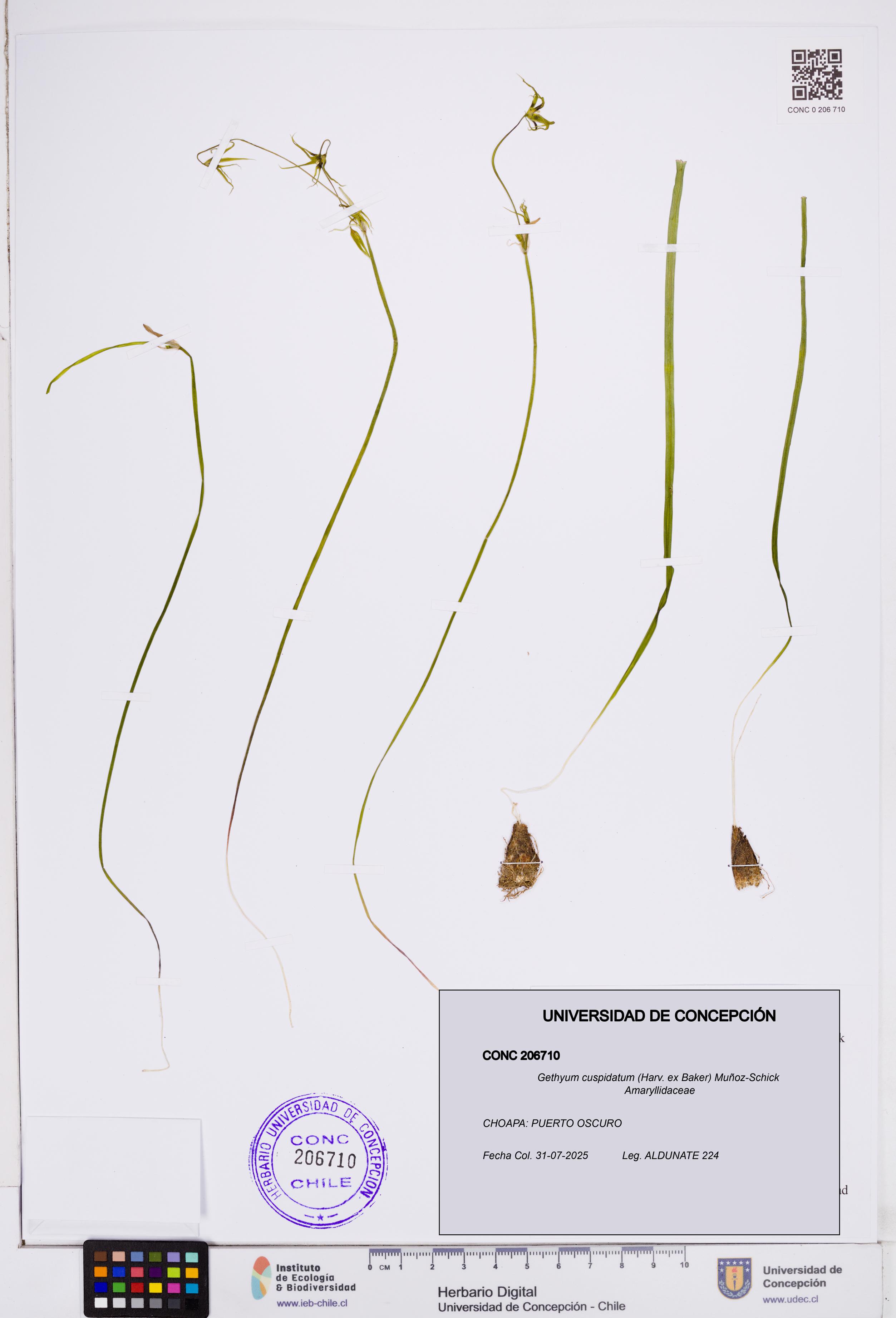 Gethyum cuspidatum [Espécimen: ]