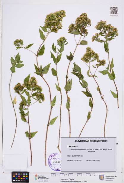 Ophryosporus heptanthus [Espécimen: ]