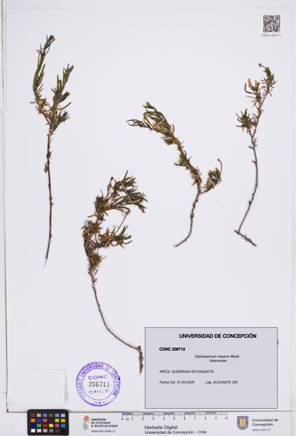 Diplostephium meyenii [Espécimen: ]