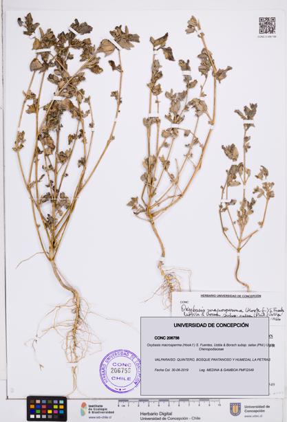 Oxybasis macrosperma [Espécimen: ]