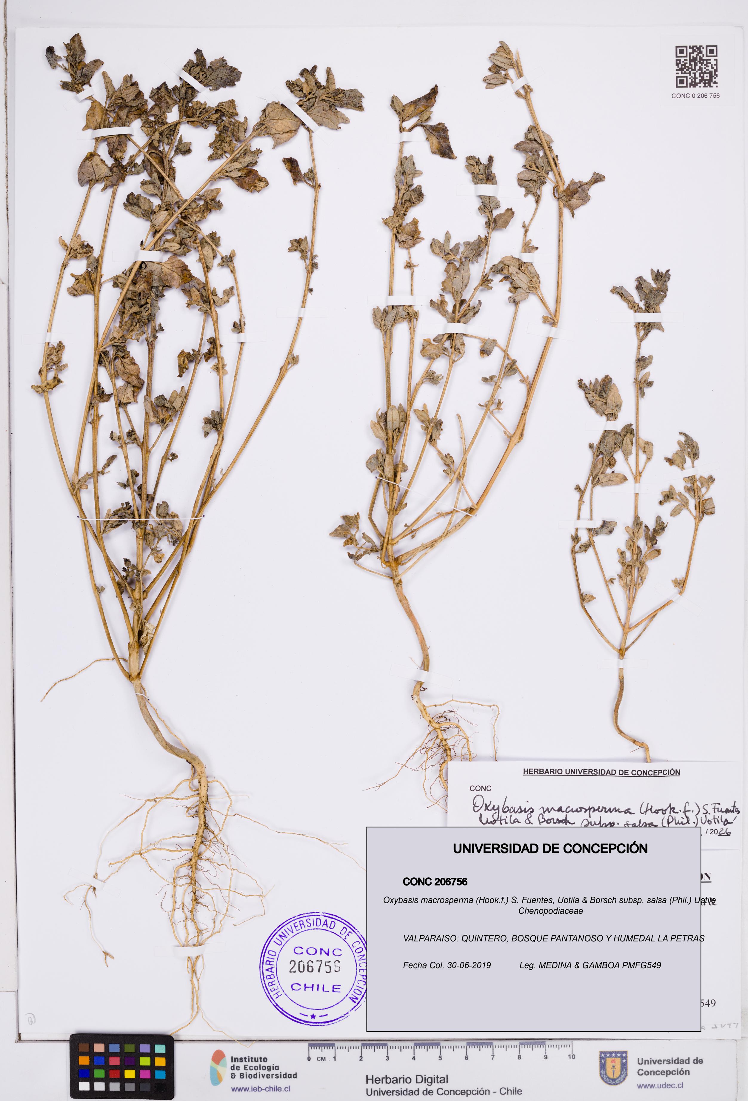 Oxybasis macrosperma [Espécimen: ]