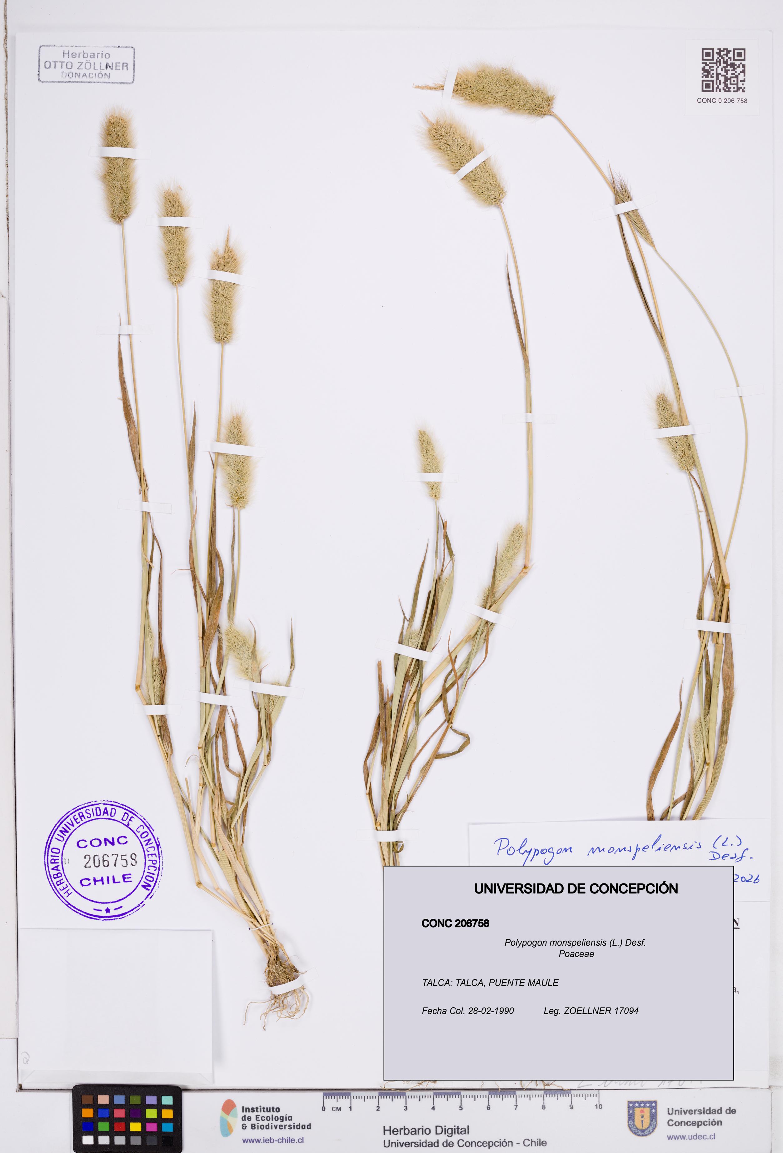Polypogon monspeliensis [Espécimen: ]