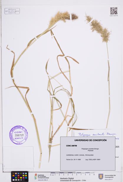 Polypogon australis [Espécimen: ]