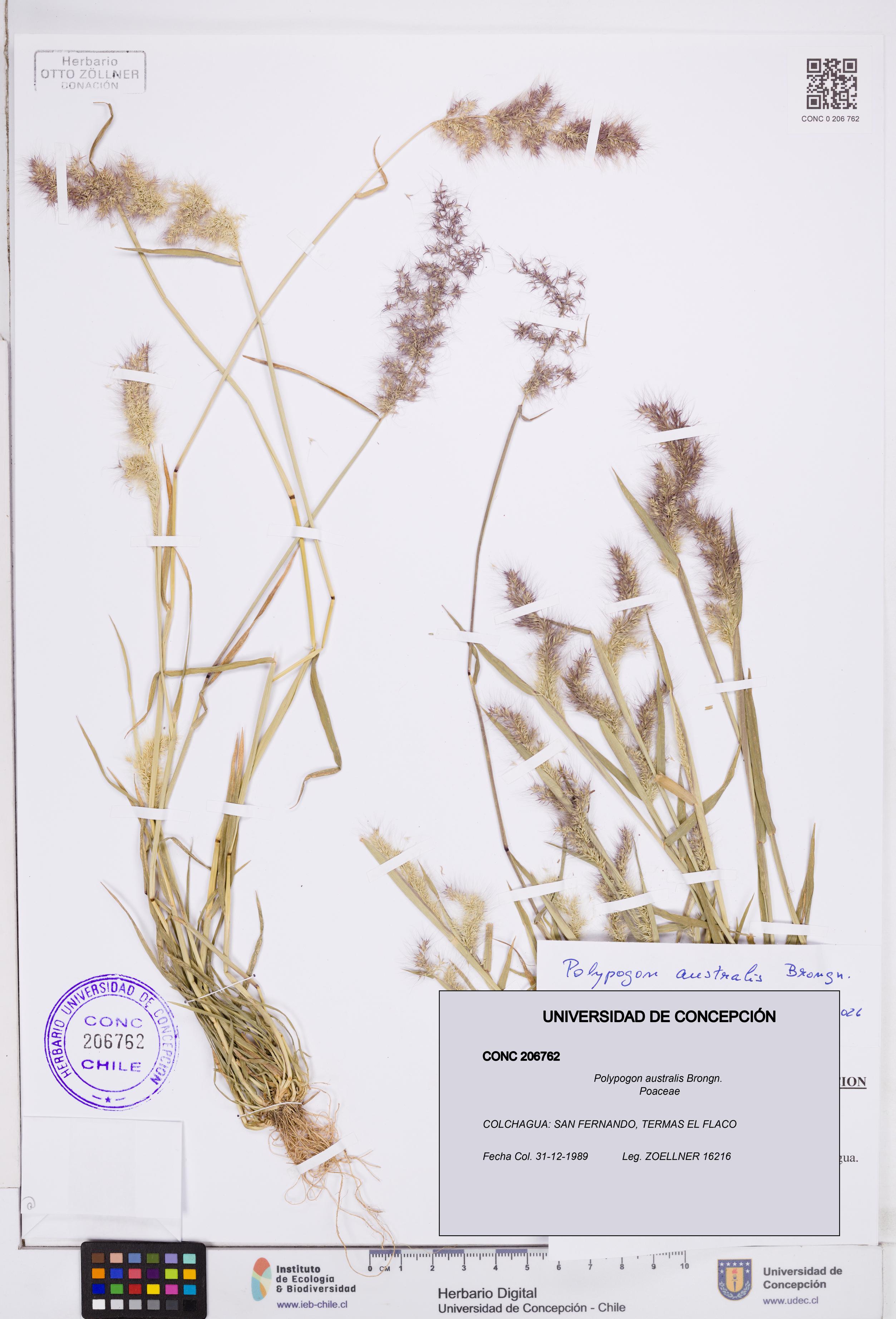 Polypogon australis [Espécimen: ]