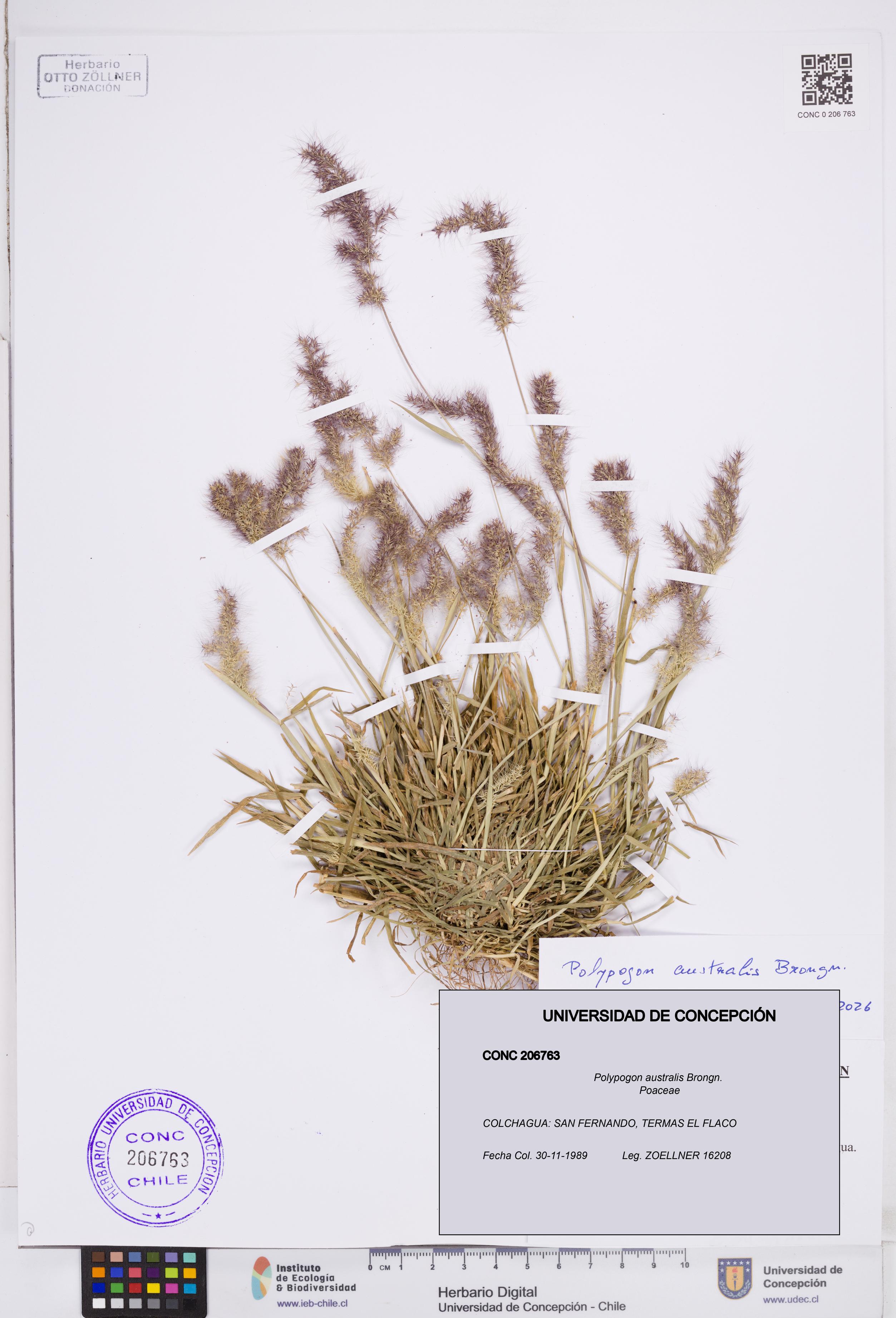 Polypogon australis [Espécimen: ]