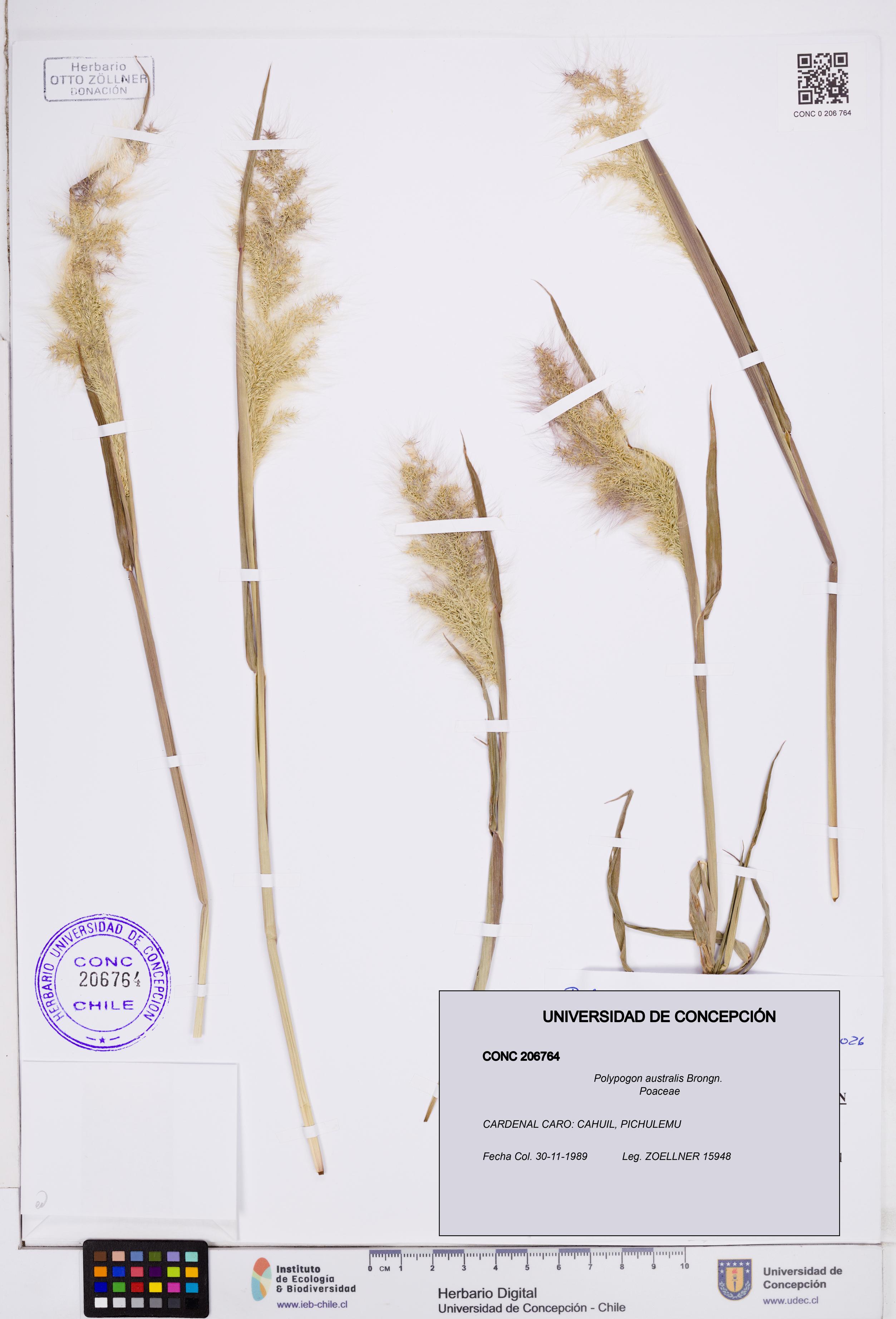 Polypogon australis [Espécimen: ]