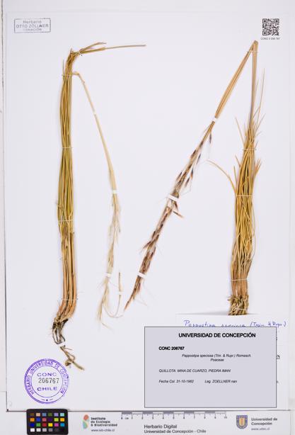 Pappostipa speciosa [Espécimen: ]