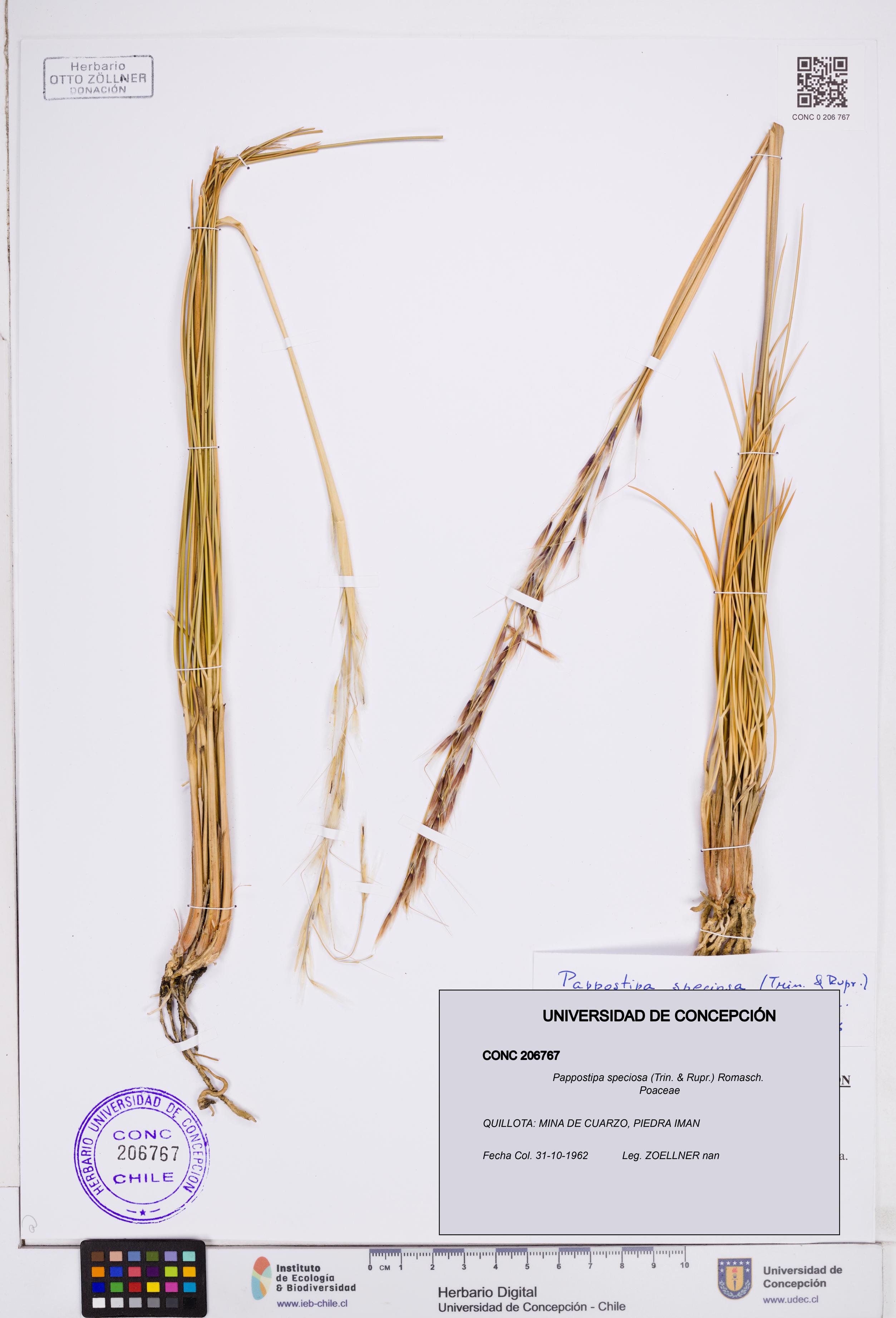 Pappostipa speciosa [Espécimen: ]