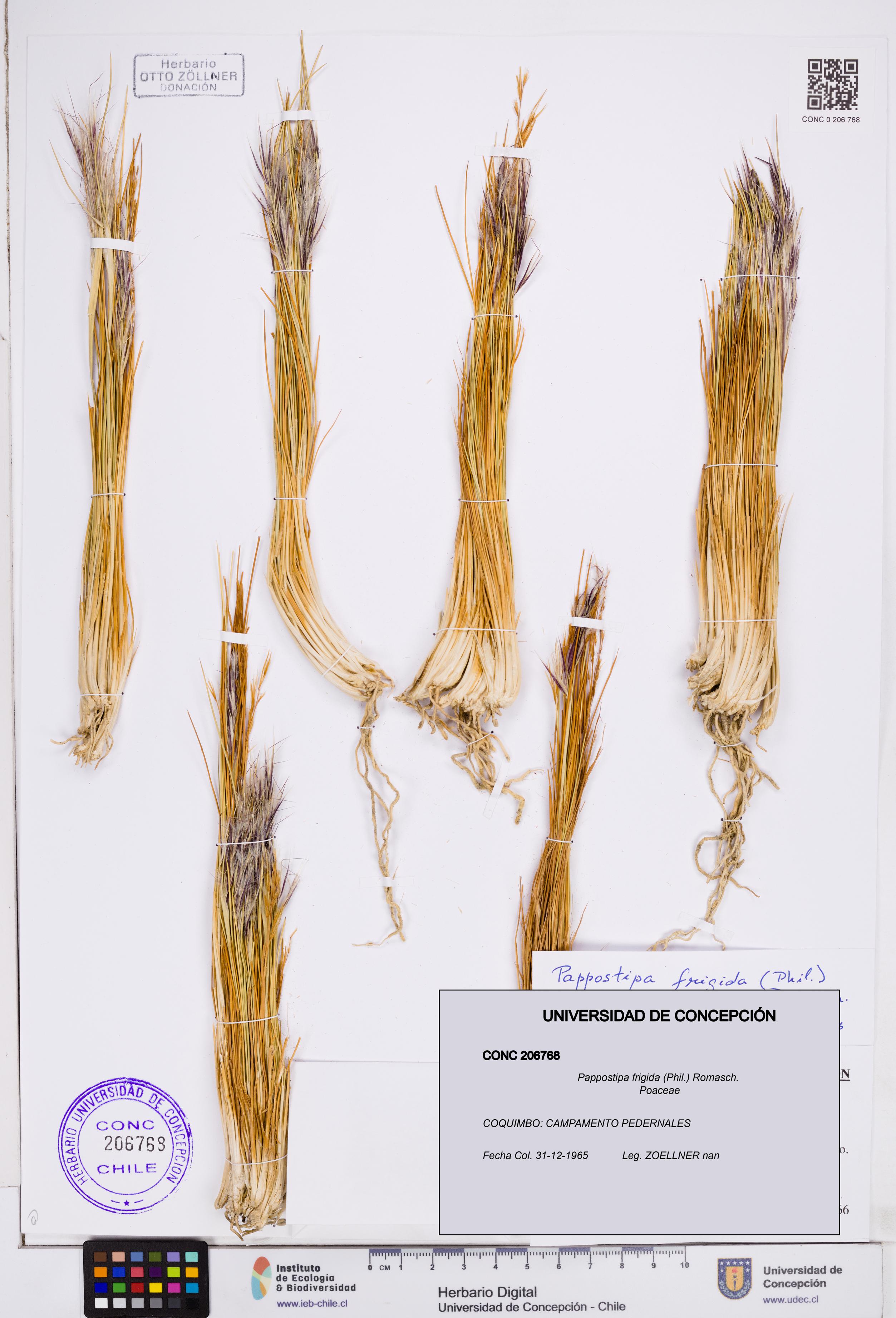 Pappostipa frigida [Espécimen: ]
