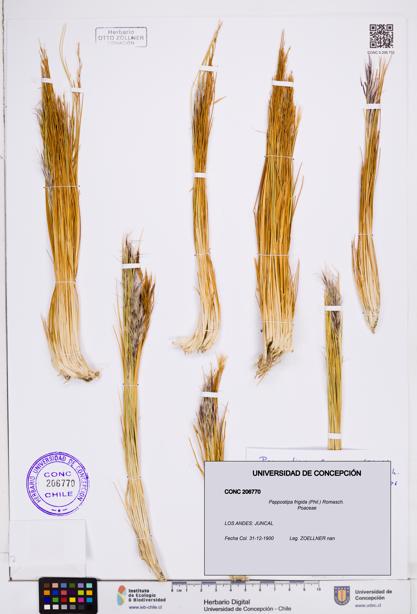 Pappostipa frigida [Espécimen: ]