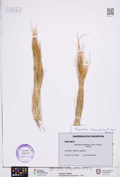 Pappostipa chrysophylla [Espécimen: ]