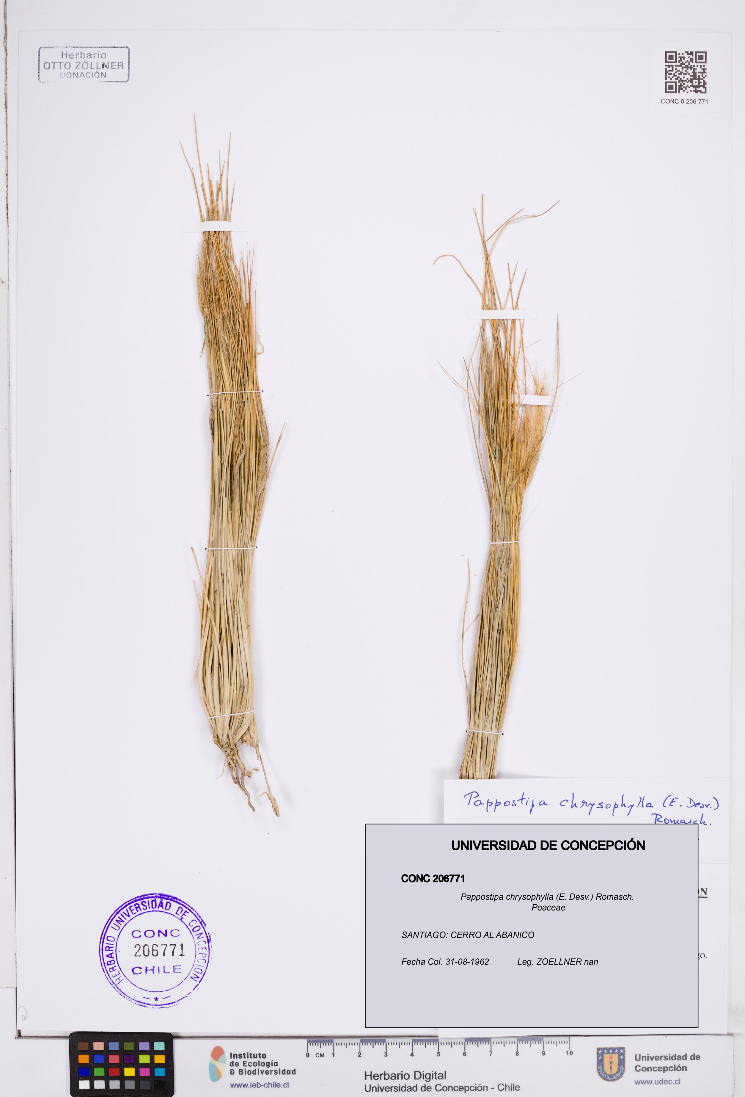 Pappostipa chrysophylla [Espécimen: ]