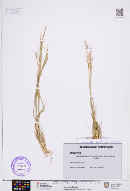 Nassella barbinodis [Espécimen: ]