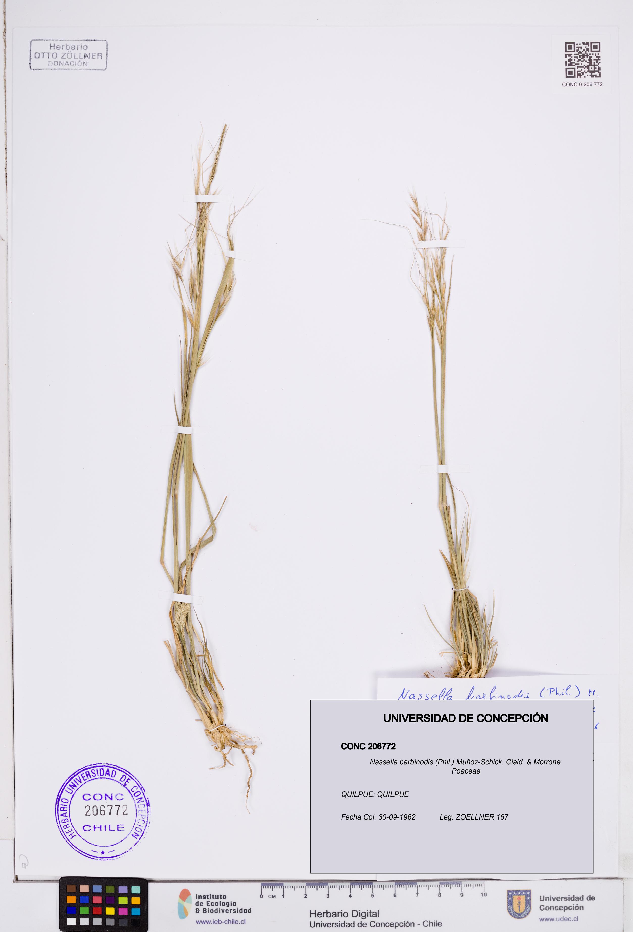 Nassella barbinodis [Espécimen: ]
