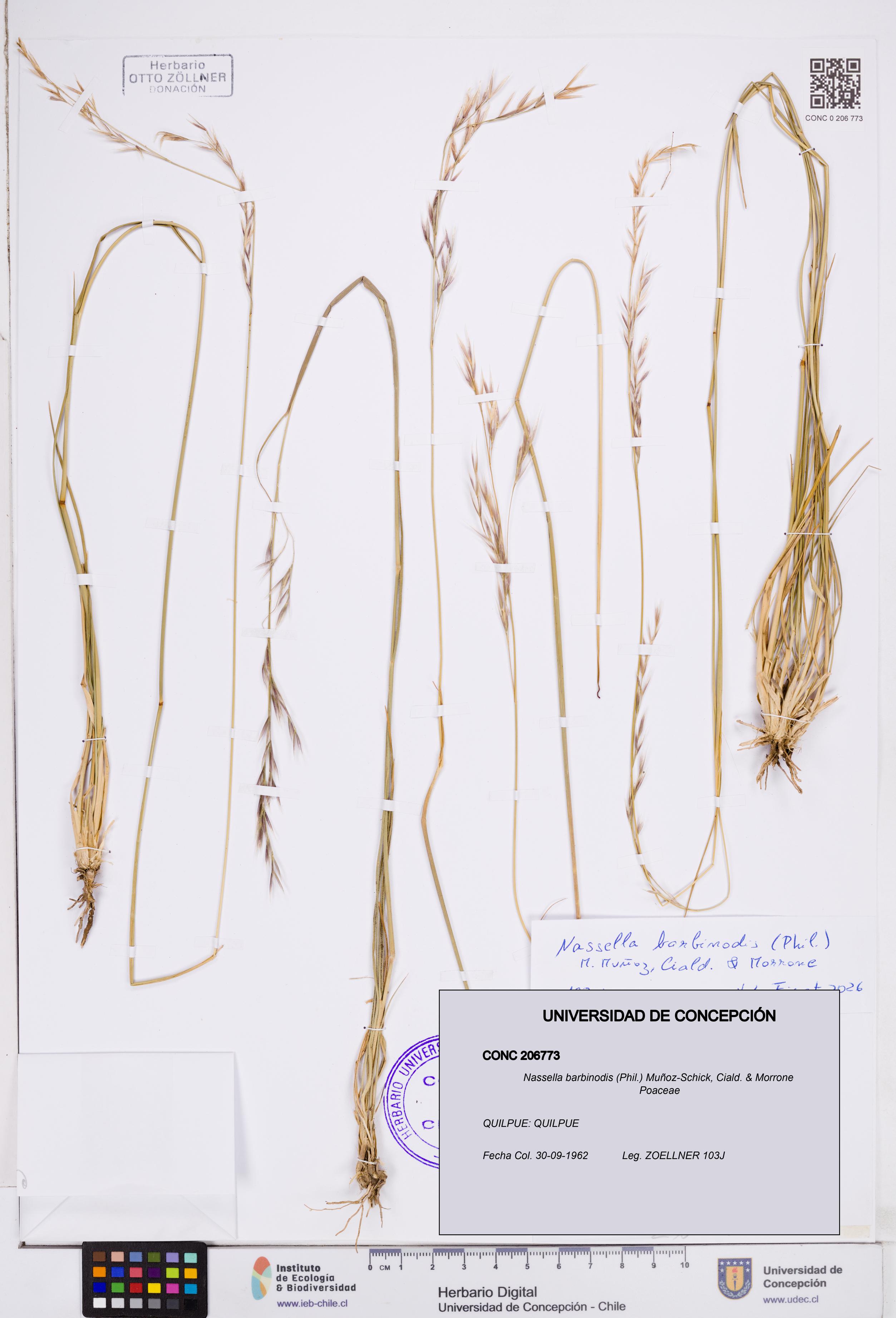 Nassella barbinodis [Espécimen: ]