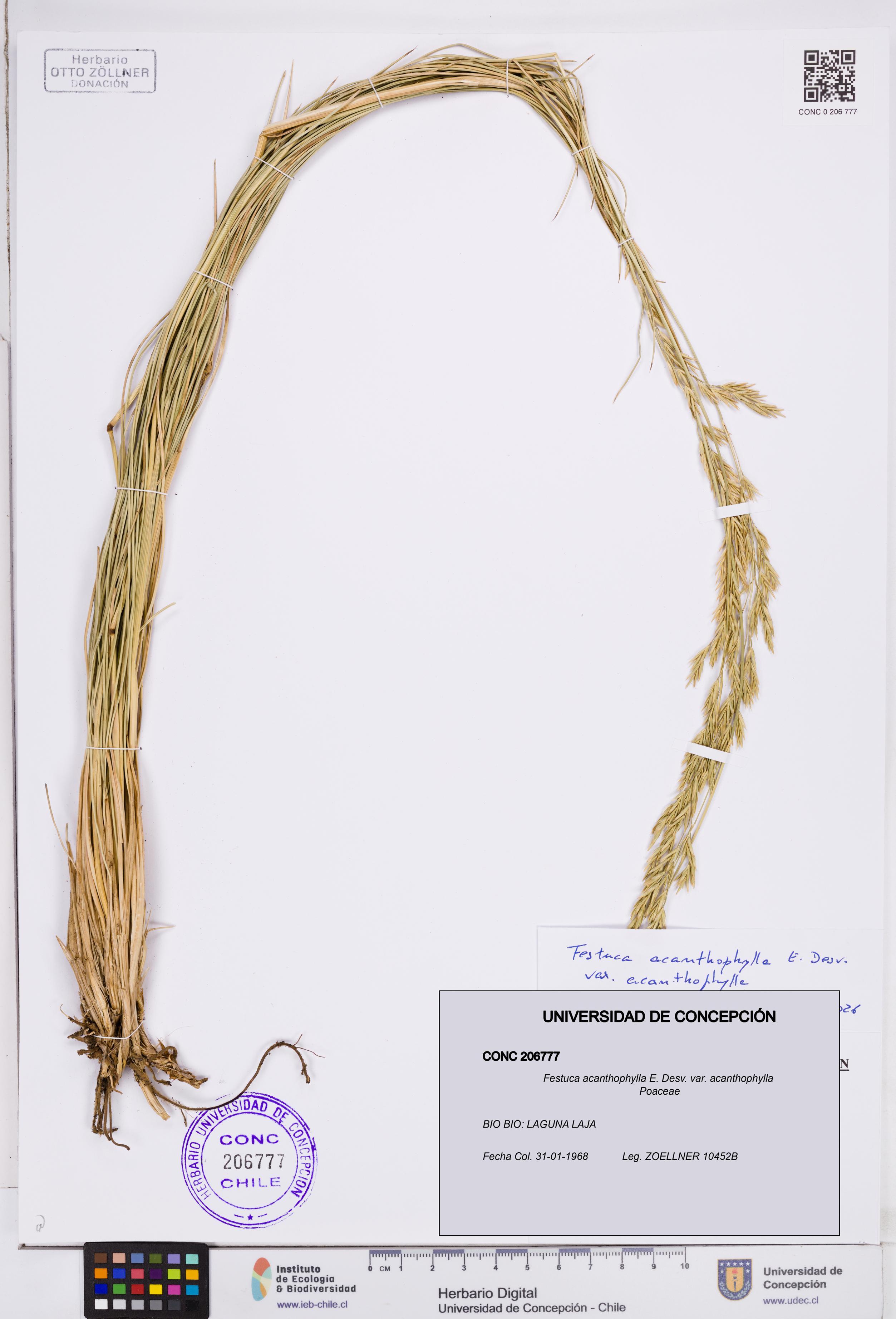 Festuca acanthophylla var. acanthophylla [Espécimen: ]