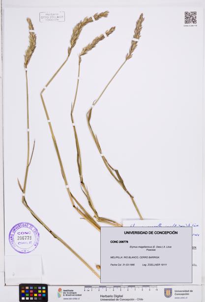 Elymus magellanicus [Espécimen: ]