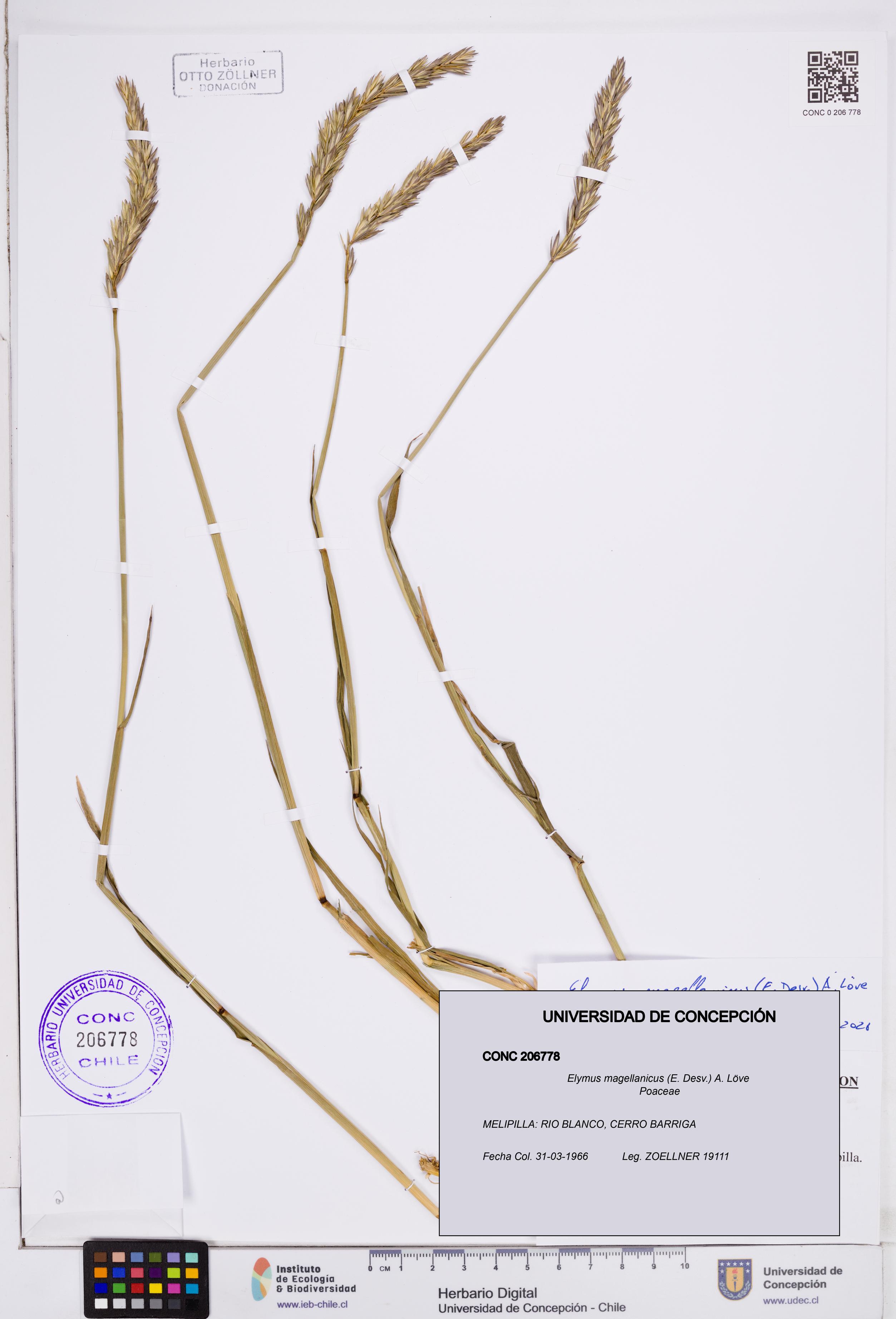 Elymus magellanicus [Espécimen: ]