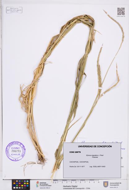 Elymus angulatus [Espécimen: ]